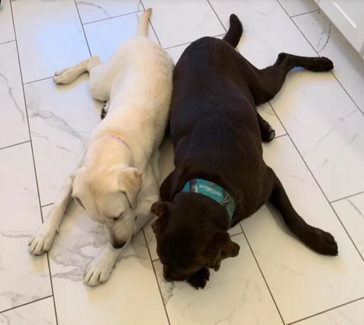 Two lost Labrador retrievers ‘needing help’ fatally shot on megachurch property in Texas