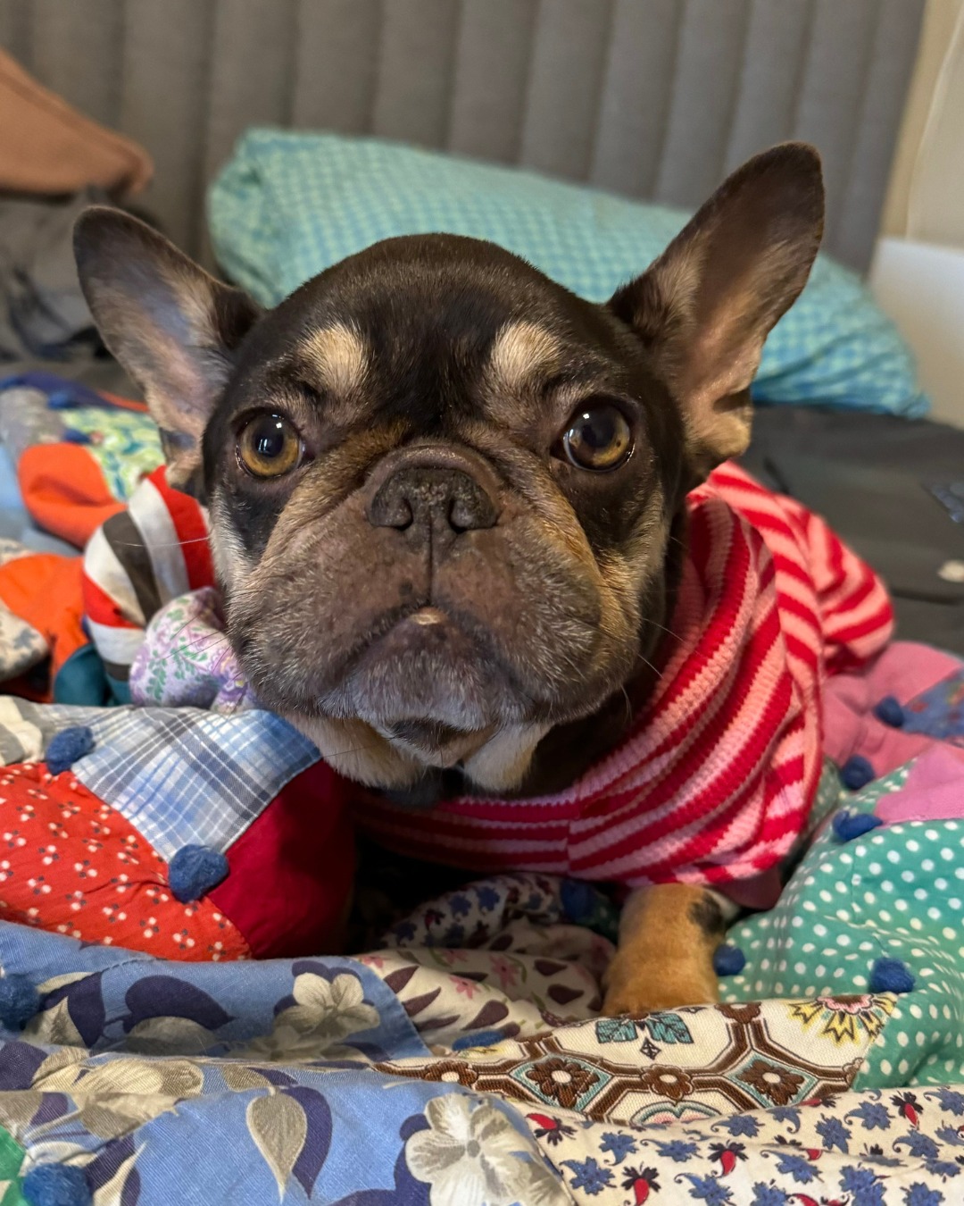 Partially paralyzed Frenchie abandoned in cardboard box with note left at Austin rescue has the best new home bringing ‘joy’ to her mom Partially paralyzed Frenchie abandoned in cardboard box with note left at Austin rescue has the best new home bringing ‘joy’ to her mom