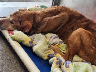13-year-old Labrador retriever finally gets a name at shelter and now waits for loving home