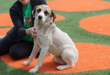 Heartbreaking: ‘Shy Guy’ shot with arrow as target practice but rescuers rallied behind him