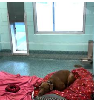 It’s time for Shyla to find her own home after FOUR years in Florida shelter