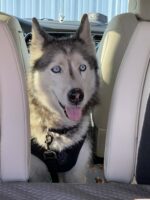 Beloved pooch missing for 12 year found as stray with microchip now back home
