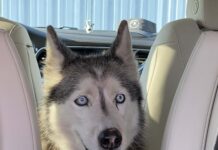 Beloved pooch missing for 12 year found as stray with microchip now back home