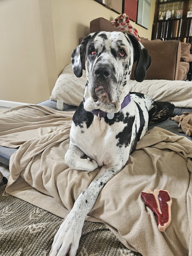 9-year-old gentle Great Dane has waited almost 4 years to be eligible for adoption
