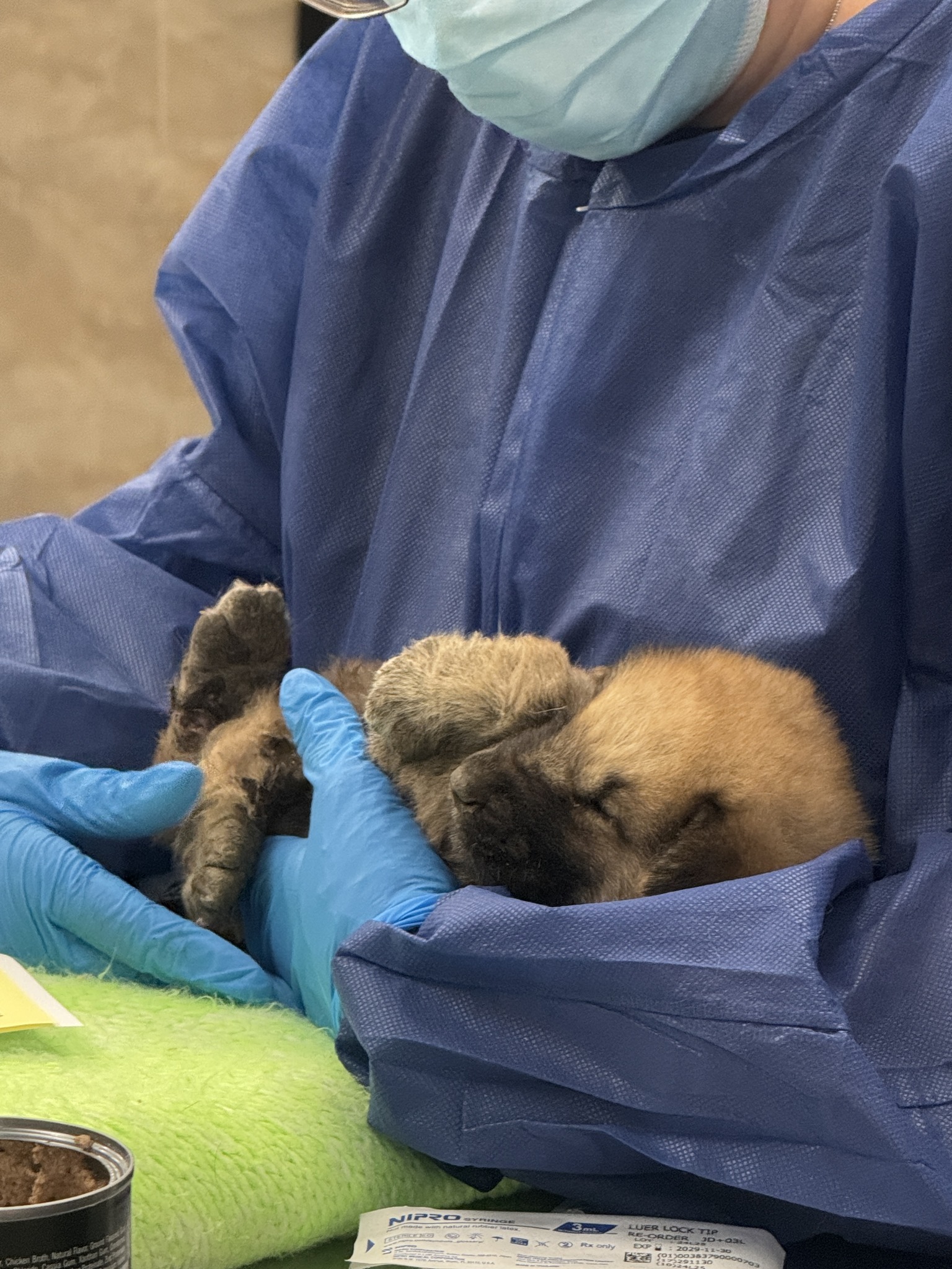 Tiniest of survivors abandoned outside of Philly shelter in critical condition fighting for their lives Tiniest of survivors abandoned outside of Philly shelter in critical condition fighting for their lives