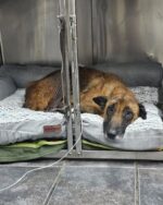 No one cared to save neglected 10 year old shepherd until rescuers stepped up