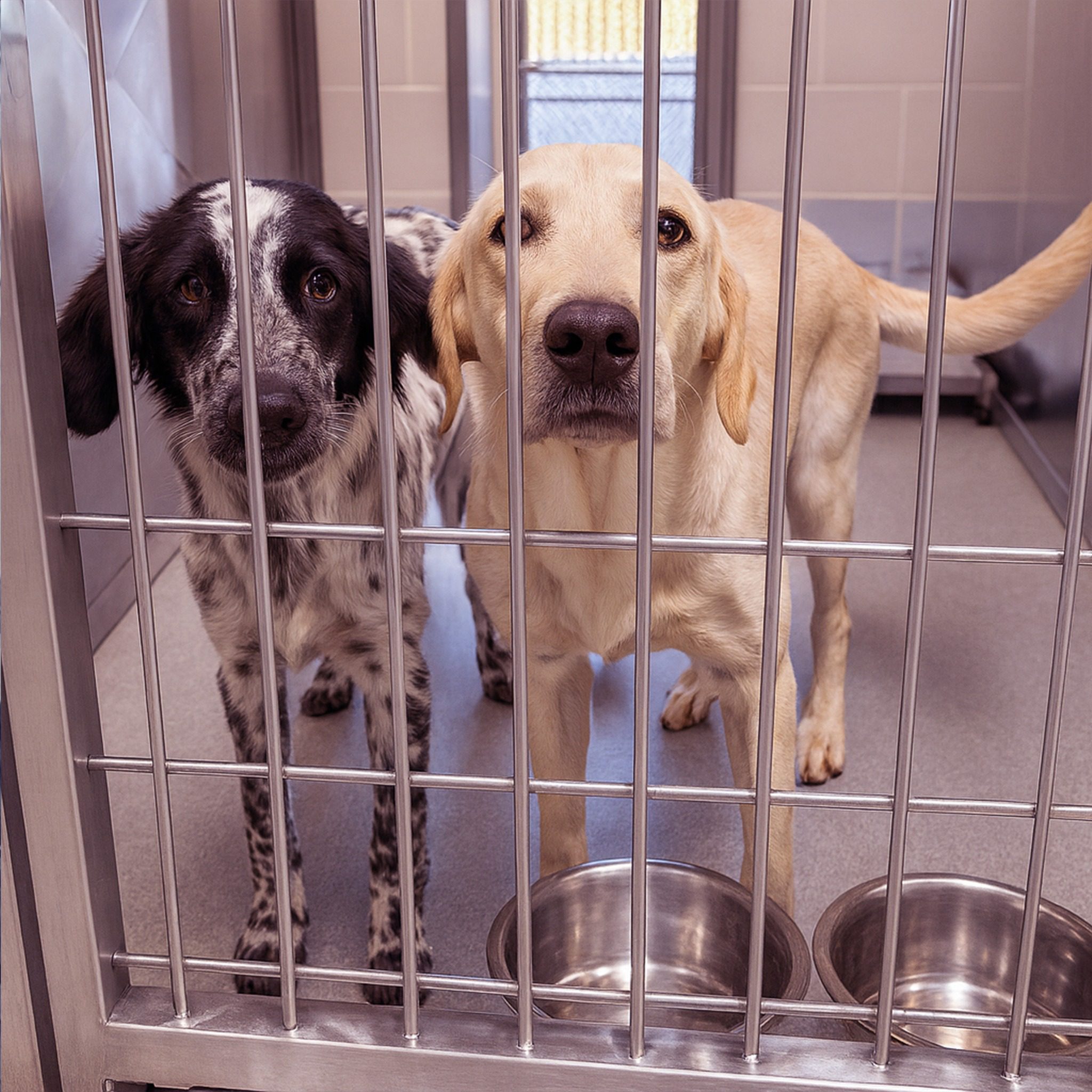 Bonded shelter dogs need one visit, one open door and one moment to tell them their wait is over.