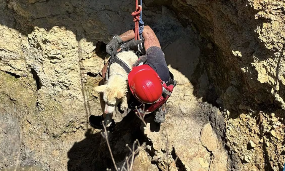 Dog fell into sink hole in Jasper County rescued by firefighters