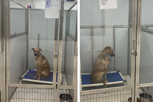 Surrendered shelter pup brings tears to our eyes watching his heartbreaking decline after 6 days