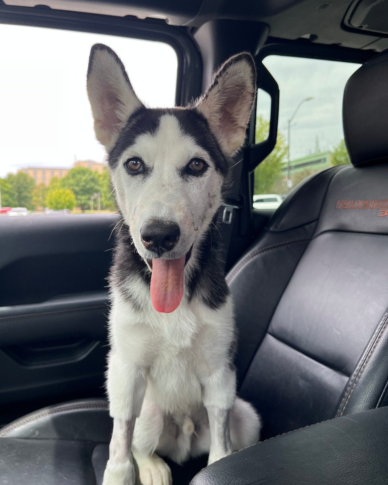 UPDATE: Three-month-old puppy suffering from unexplained serious injuries making miraculous recovery