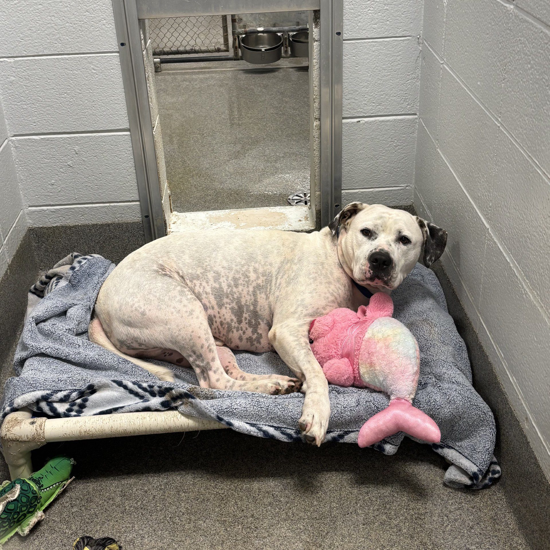Lonely dog hugs pink stuffed mermaid cuddle buddy hoping to find forever home