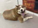Gentle husky returned to shelter after owners claimed he was too loving