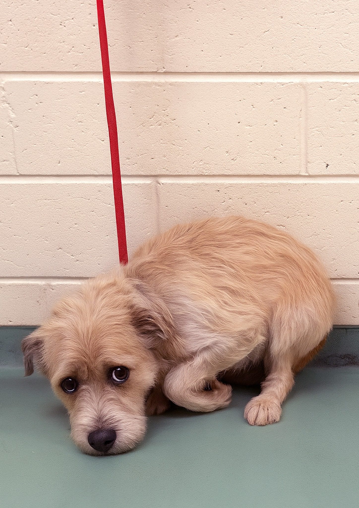 Heartbreaking: Shyest pup curls herself into tiny ball at Memphis shelter leaving us all in tears