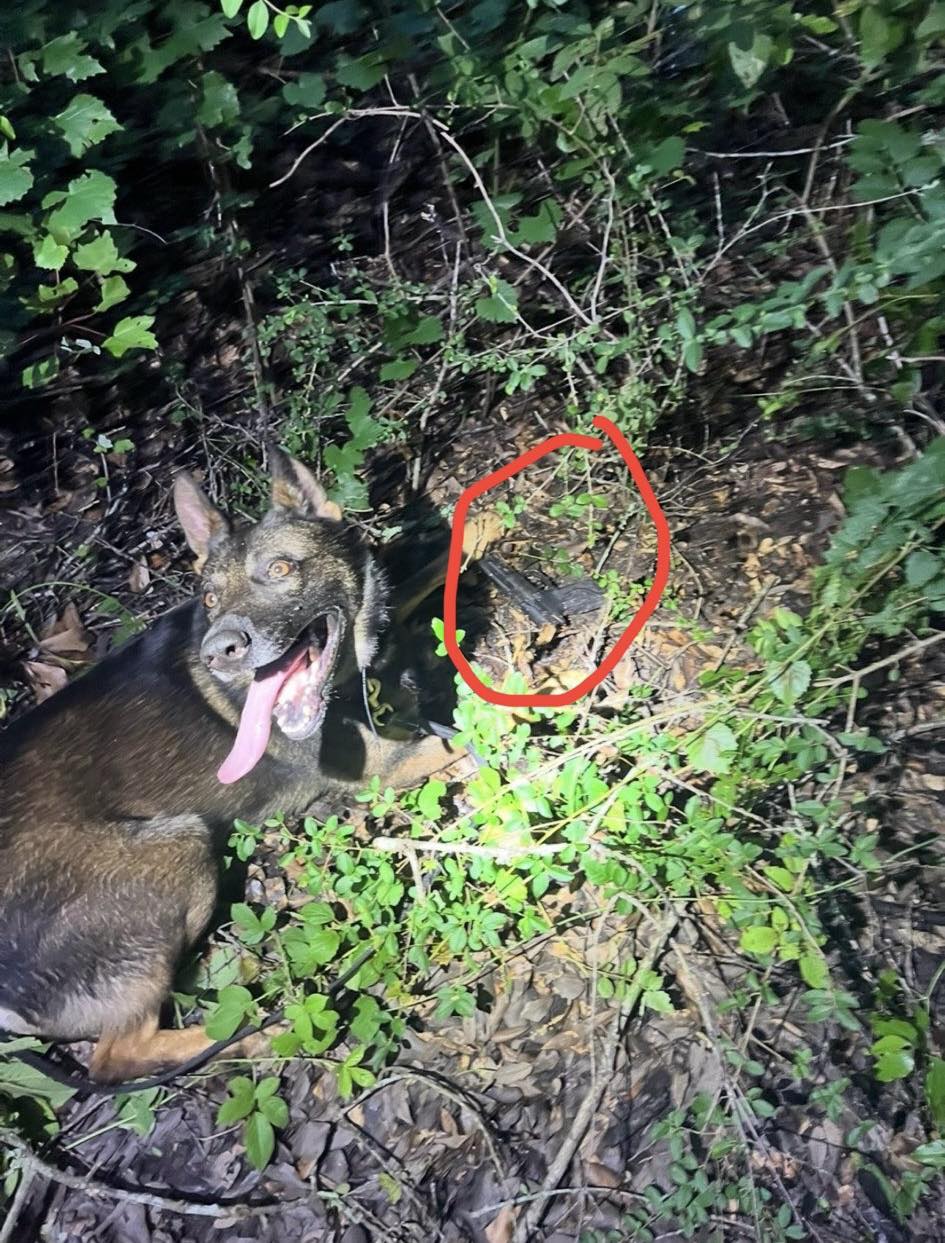 K9 Max has become an internet sensation after finding hidden gun used to shoot at police officers K9 Max has become an internet sensation after finding hidden gun used to shoot at police officers