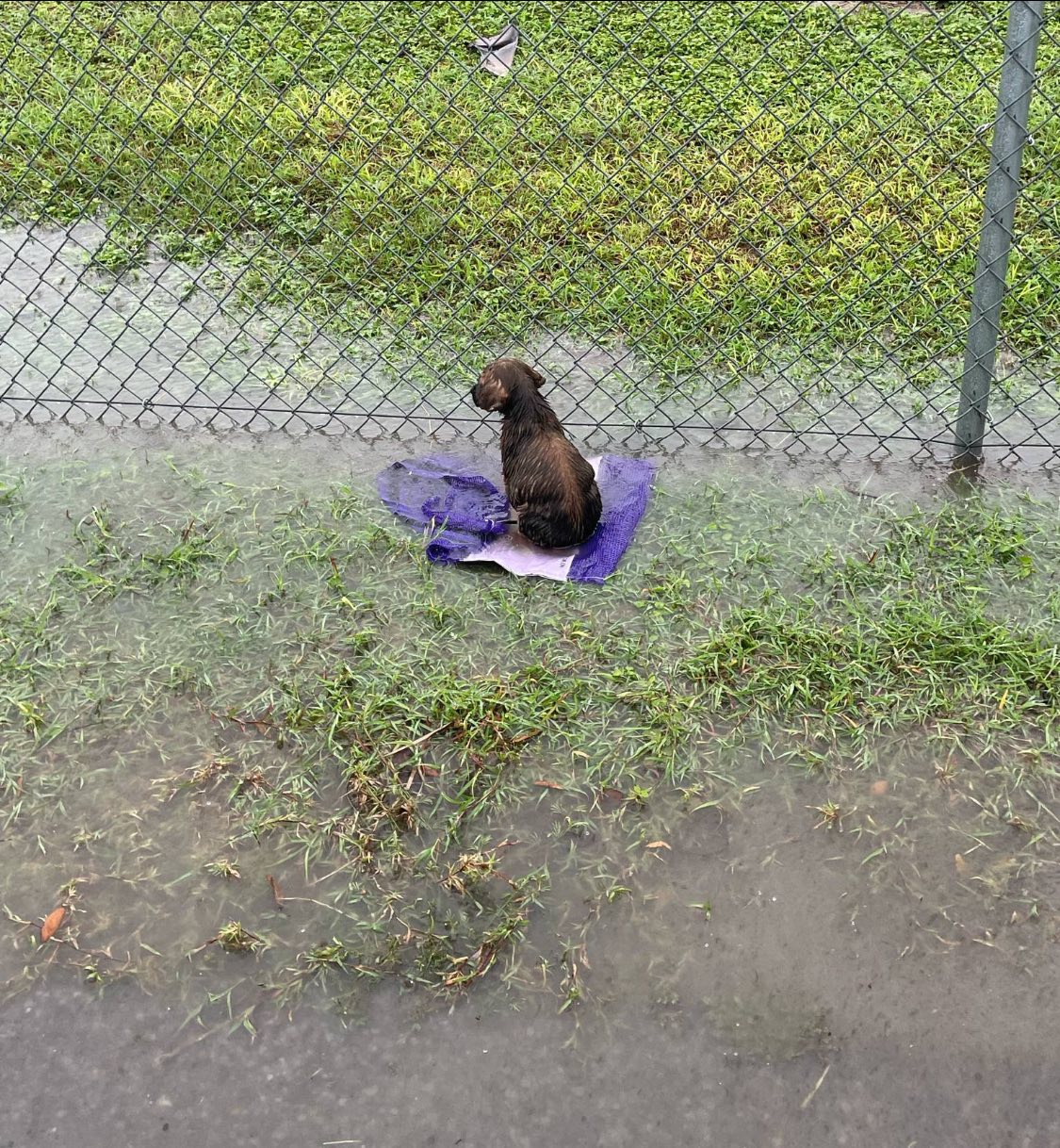 Dallas rescuer named dumped pup found on ball field Slugger because in time, with love and care, he will hit a home run out of this park Dallas rescuer named dumped pup found on ball field Slugger because in time, with love and care, he will hit a home run out of this park
