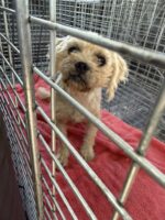 Happiest reunion for pint sized pup after missing for months Happiest reunion for pint sized pup after missing for months