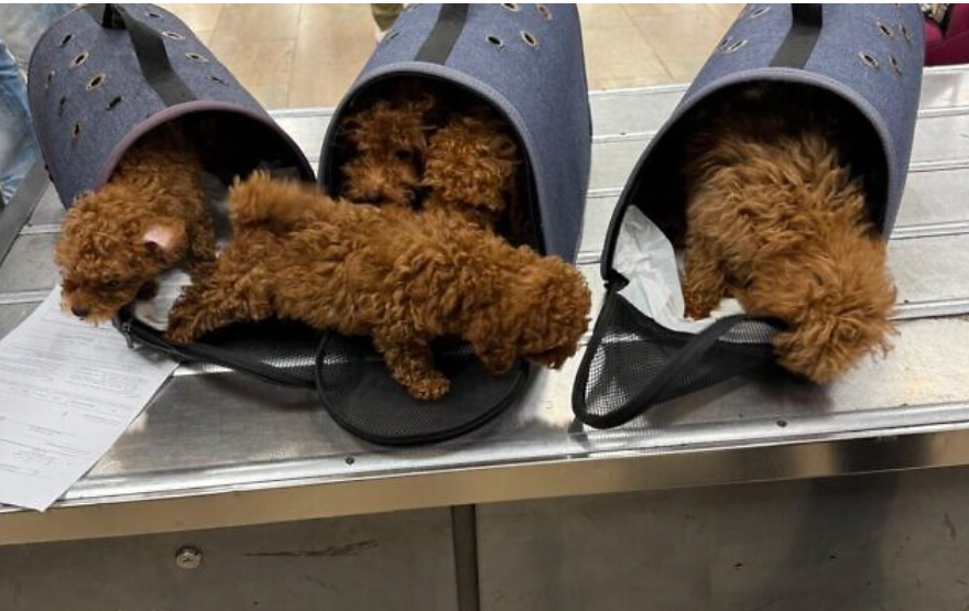 Russian dog smugglers thwarted trying to sneak unlicensed poodle puppies into Israel