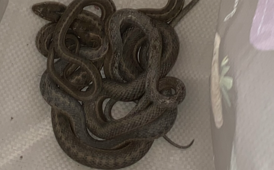 Family dog finds snakes infestation in walls of woman’s newly purchased home