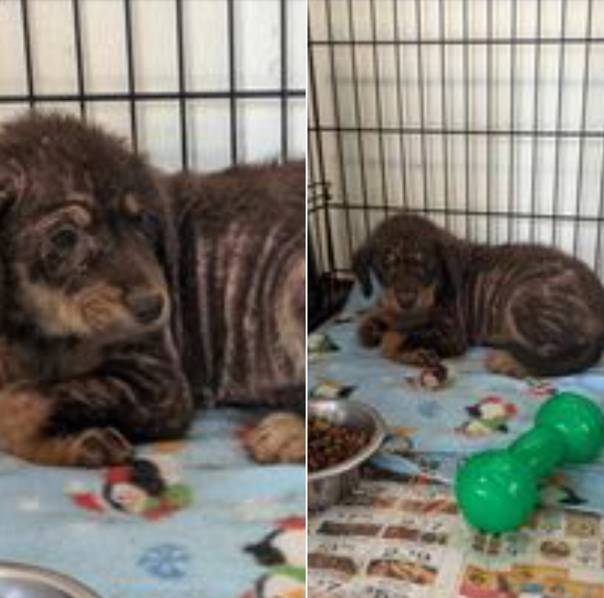 Snapping turtle drags ‘terrified’ puppy into Alabama creek as rescuer raced to save her