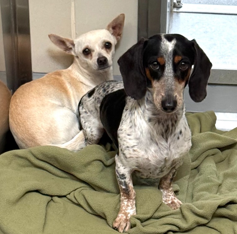 Bonded little guys surrendered by their family for daring to escape backyard breaking social media hearts