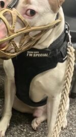 Dog’s harness read ‘mama I’m special’ but guessing his mama didn’t love him anymore Dog’s harness read ‘mama I’m special’ but guessing his mama didn’t love him anymore