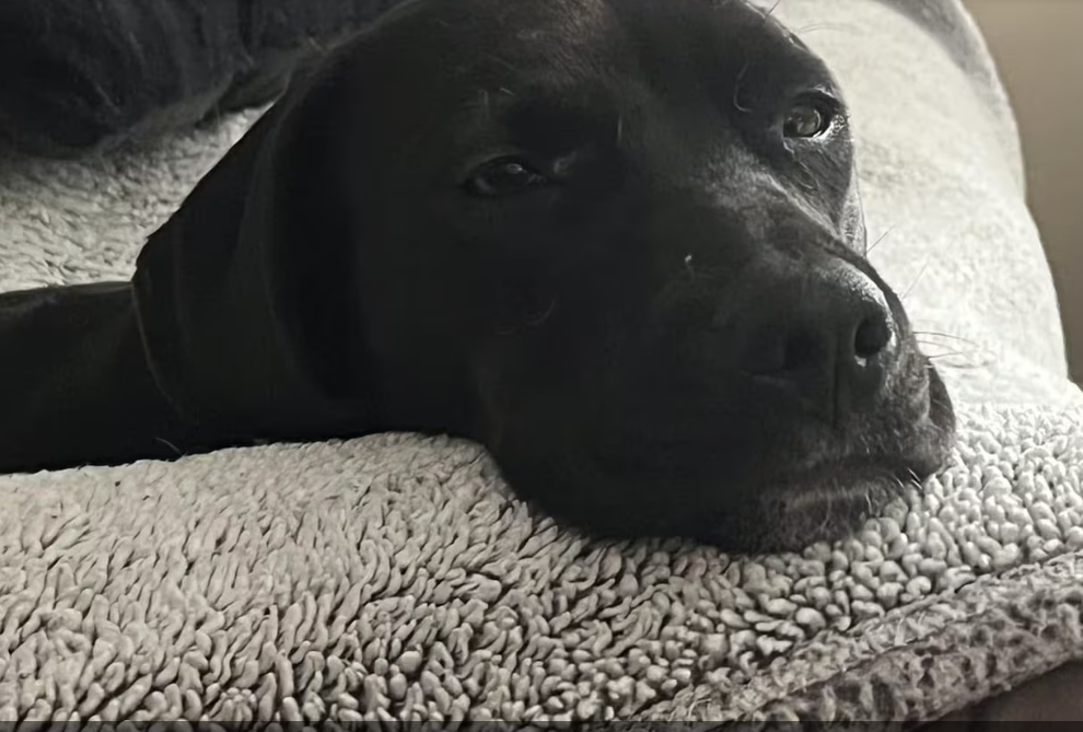 Heartwarming story of surrendered shelter dog needing surgery on broken leg and how community came together to help