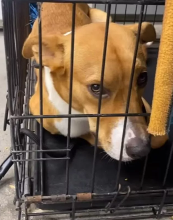 Saddest puppy returned to shelter for 3rd time leaves us all heartbroken