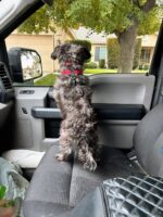 Heartbreaking: Closely bonded pup howled in distress as she left her beloved person to say goodbye