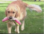 Quick thinking helped save golden retriever survive poisoned meat wrapped with metal hooks thrown into backyard Quick thinking helped save golden retriever survive poisoned meat wrapped with metal hooks thrown into backyard