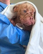 Rescuers respond to urgent call for suffering squatty pup with saddest eyes and painful skin Rescuers respond to urgent call for suffering squatty pup with saddest eyes and painful skin