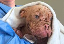 Rescuers respond to urgent call for suffering squatty pup with saddest eyes and painful skin