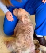 UPDATE: Squatty neglected pup with saddest eyes has stolen hearts UPDATE: Squatty neglected pup with saddest eyes has stolen hearts