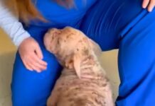 UPDATE: Squatty neglected pup with saddest eyes has stolen hearts