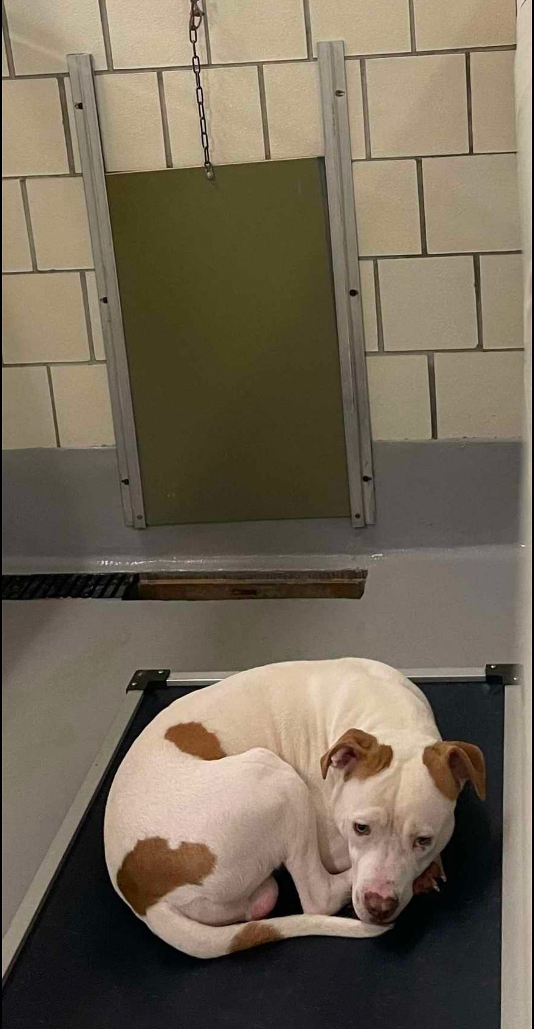 Young and playful with personality to match but Sparky isn’t ‘good enough’ to be adopted