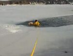 Labrador retriever rescued from icy lake by police officer’s outstanding bravery