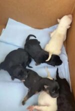 Two people arrested for alleged dumping of 8 newborn puppies in dumpster