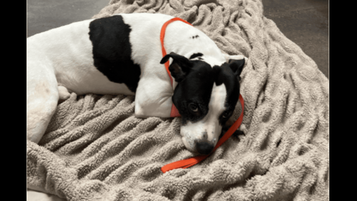 Hero dog hurled off balcony recovering after protecting teen girl from man’s vicious attack