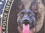 Heartbreaking: Burbank K9 shot and killed in line of duty