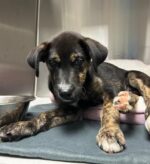 Injured 13 week old puppy at shelter after hit by car has one last chance for rescue help