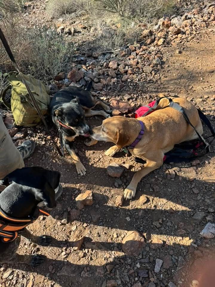 Loyal dogs ‘Spike’ and ‘Snickers’ lost in desert for days never left each other’s side Loyal dogs ‘Spike’ and ‘Snickers’ lost in desert for days never left each other’s side