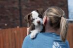 Innocent puppy shattered hearts after arriving at St. Louis rescue with life threatening injury