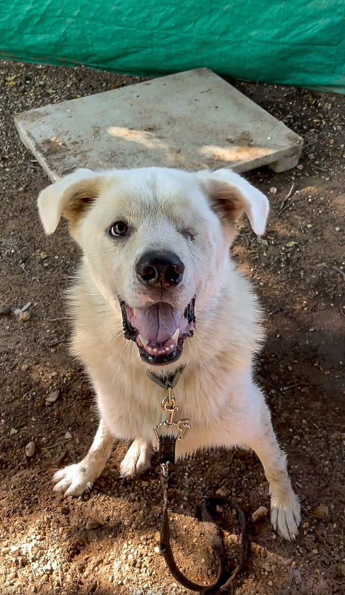 One-eyed pup ‘Spinach’ never gave up and after 432 days at shelter found his loving home