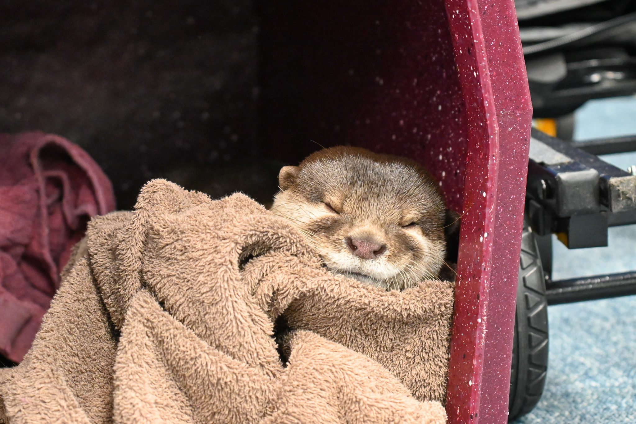 Asian otter ‘Splash’ able to locate missing victims in no visibility bodies of water Asian otter ‘Splash’ able to locate missing victims in no visibility bodies of water