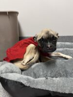 ‘Severely anemic’ dying dog Sprout slowly recovering after discovered during routine traffic stop ‘Severely anemic’ dying dog Sprout slowly recovering after discovered during routine traffic stop