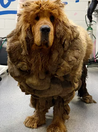 Tibetan Mastiff rescued from Chicago streets smothering in 32 pounds of matted fur begins her charmed life Tibetan Mastiff rescued from Chicago streets smothering in 32 pounds of matted fur begins her charmed life