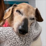 Senior 21 year old dachshund passed away amid hugs and kisses Senior 21 year old dachshund passed away amid hugs and kisses