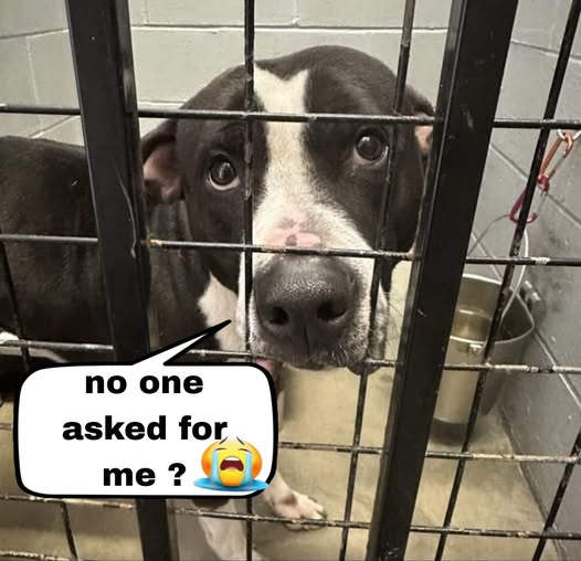 Defeated Sprout wore ‘best friend’ harness when found as stray needs new forever best friend