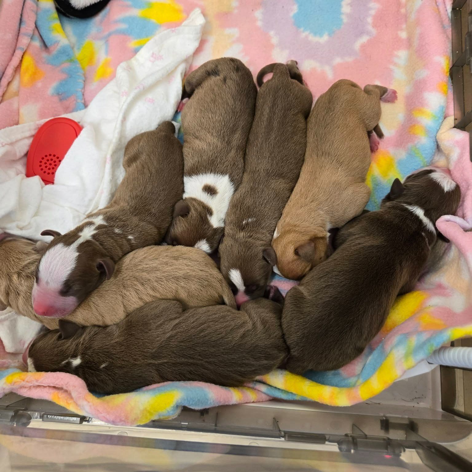 Heartbreaking: 7 newborn puppies abandoned with sad note in cardboard box