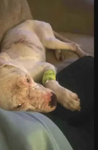 Detroit woman who posted video of stabbing puppy and allegedly fled the state facing animal cruelty charges