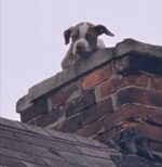 Not where one would expect to find a puppy: Firemen deployed to top of chimney of abandoned house Not where one would expect to find a puppy: Firemen deployed to top of chimney of abandoned house